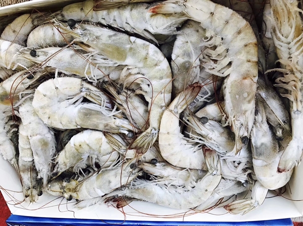 厄瓜多尔白虾进口报关税率是多少