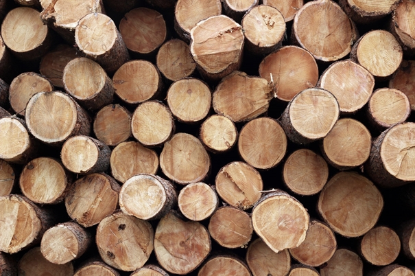 原木木材进口报关报检流程，超详细
