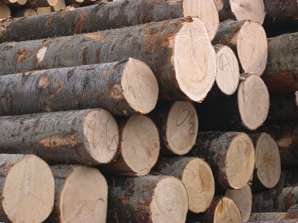 原木木材进口报关报检流程，超详细