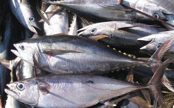 上海金枪鱼进口清关流程单证，金枪鱼进口关税是这样的