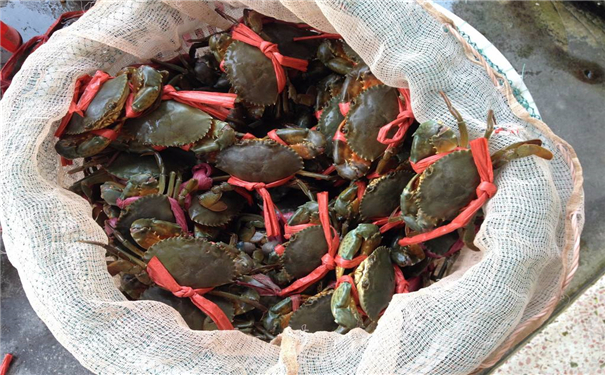 菲律宾青蟹进口报关上海代理公司