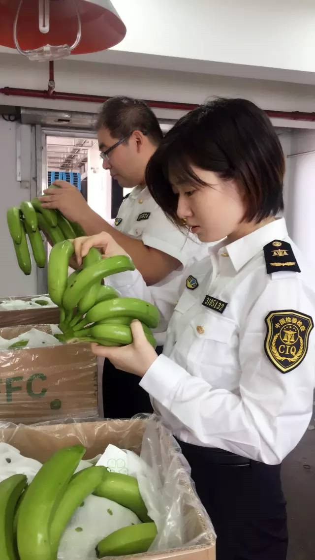 越南香蕉进口报关是怎么操作的?进口香蕉报清关这样做