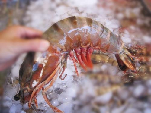印尼大虾运输到深圳进口报关|冻虾水产品进口报关公司