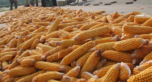 玉米进口代理清关要注意哪些事项