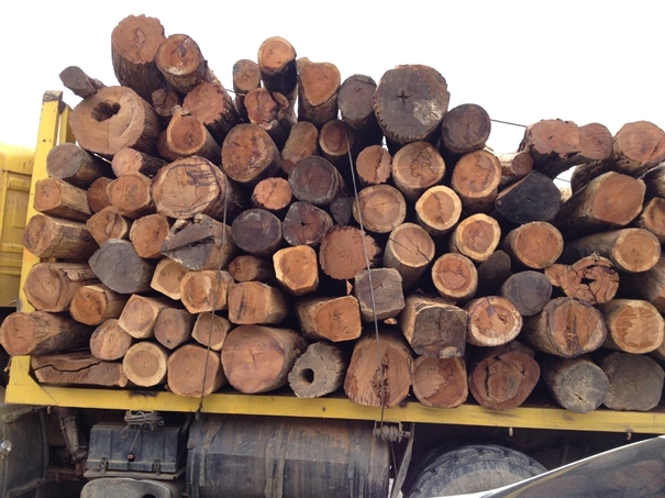 木材清关代理难点有哪些?你知道吗