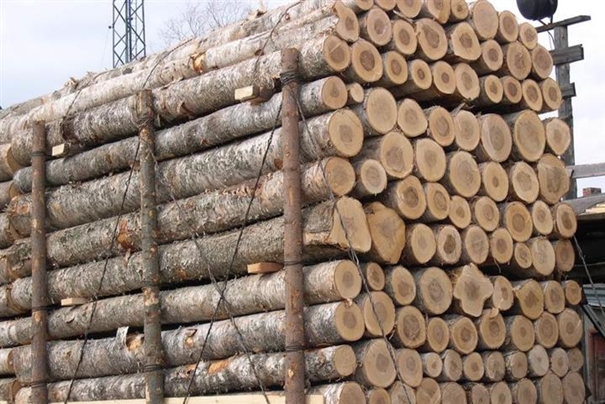进口新西兰木材清关的资质有这些，你了解了吗