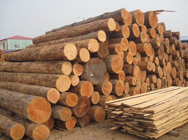 木材清关公司告诉你木材进口的监管证件
