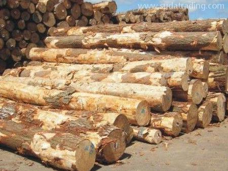 木材进口报关涉及到的问题及解决方案