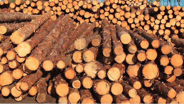 我国木材进口有什么新要求？