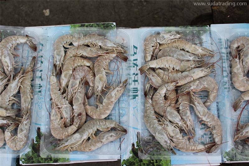 19年经验的冷冻虾进口报关代理公司一般贸易冷冻虾报关