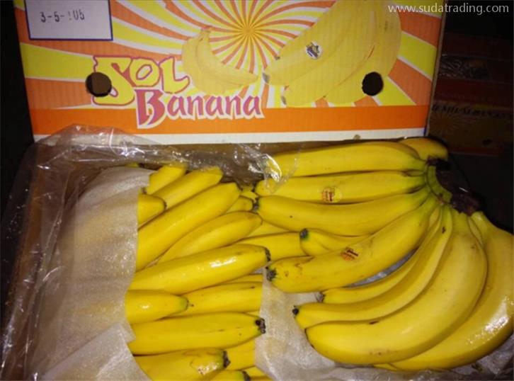 菲律宾进口香蕉报关代理有将近20年的经验