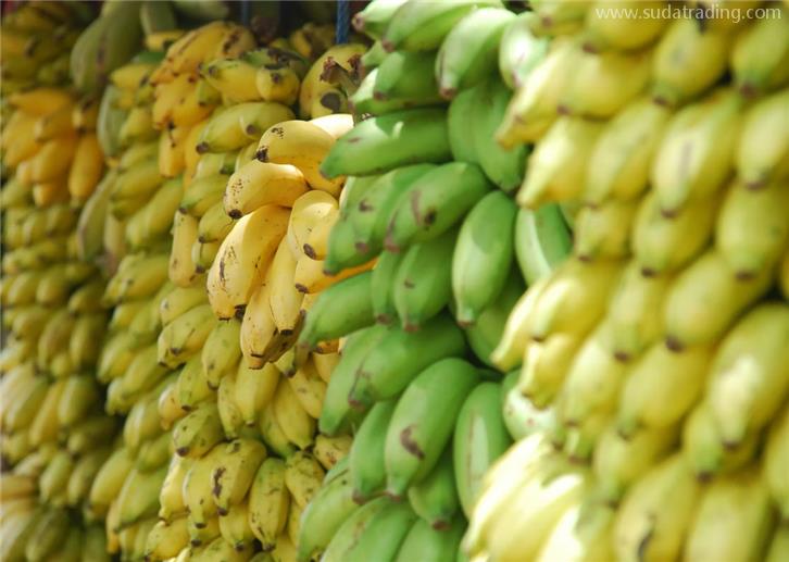 菲律宾进口香蕉报关代理有将近20年的经验