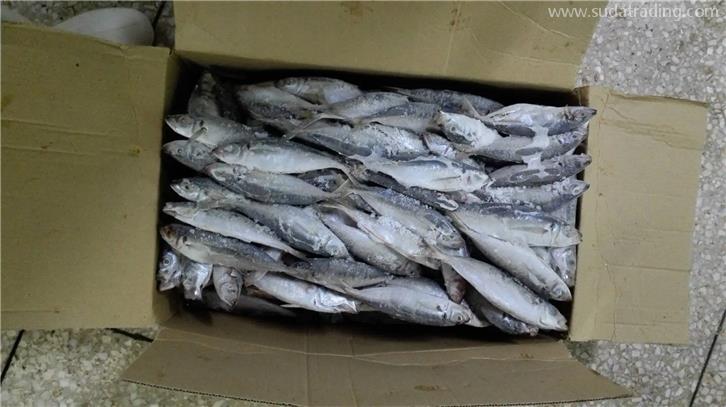 厦门港冷冻鱼报关公司带你了解进口冷冻鱼需要的资质