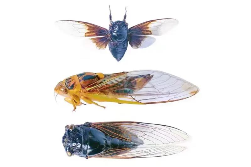 昆虫标本进口报关公司带你了解昆虫(动物)标本流程资料
