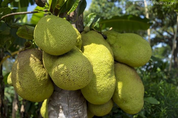 越南菠萝蜜广州报关公司水果菠萝蜜进口