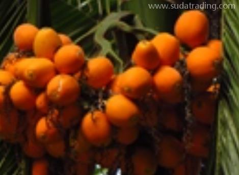 关于槟榔果进口的流程分享