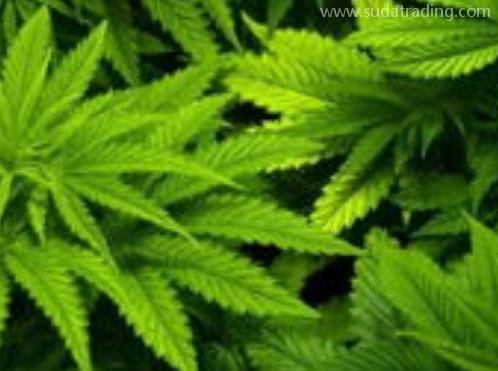 大麻进口报关清关知识详解
