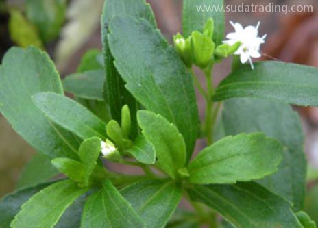 甜叶菊进口规范申报流程步骤