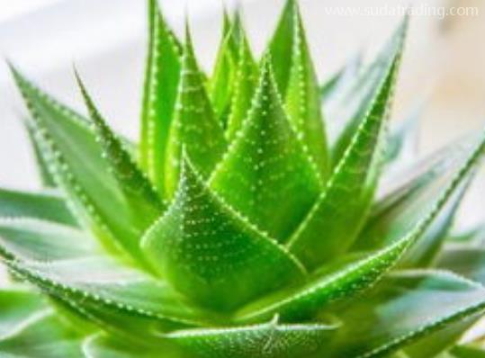 芦荟进口规范申报流程步骤