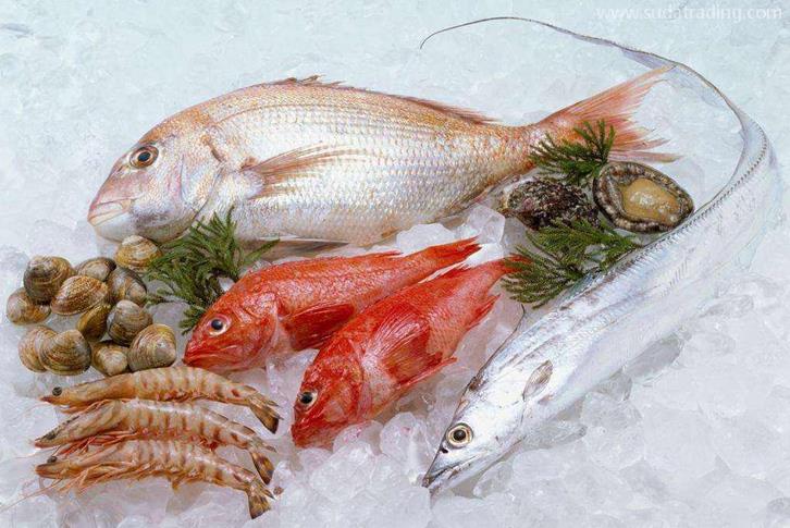 越南冷冻鱼进口清关资料海防港海运水产品到深圳