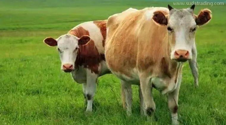 【进口知识】进口俄罗斯牛肉检验检疫和卫生要求